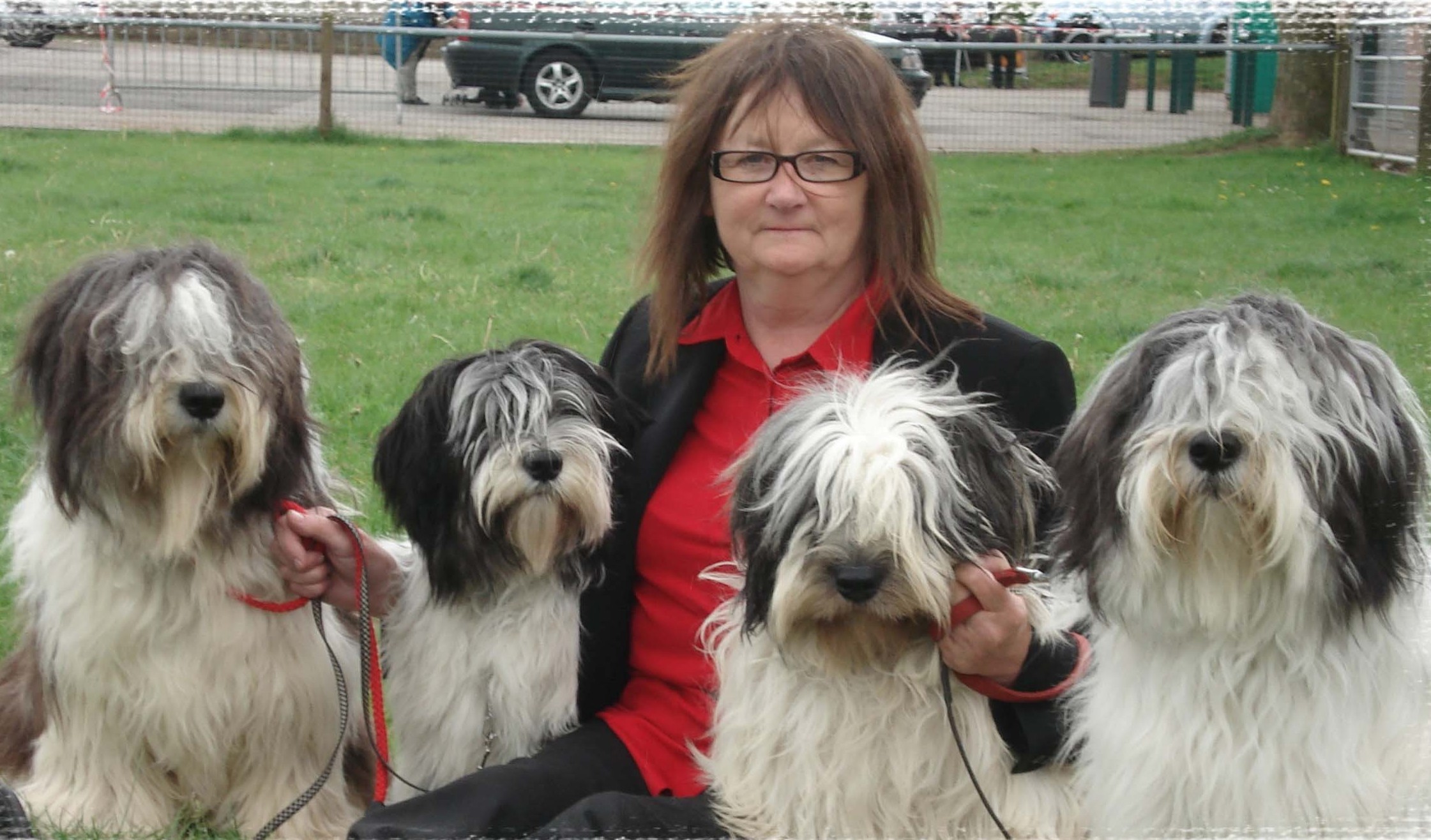 polish lowland sheepdog puppies price